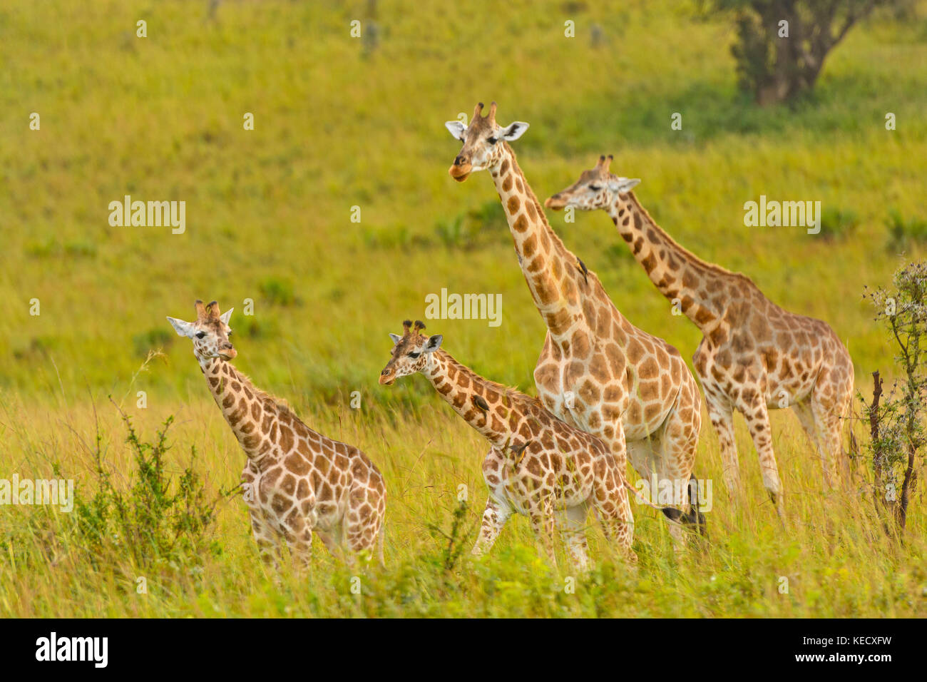 En el veldt familia jirafa en el Parque Nacional de Murchison Falls en Uganda Foto de stock