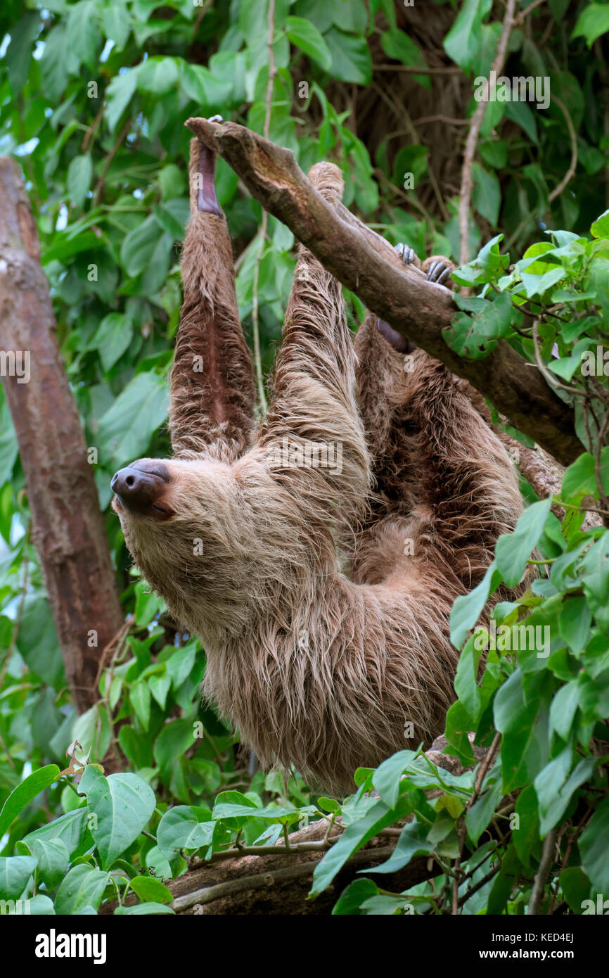 Linneo dos dedos cada sloth (Choloepus didactylus), cautiva, apariciones en el centro y el Norte de América del Sur Foto de stock