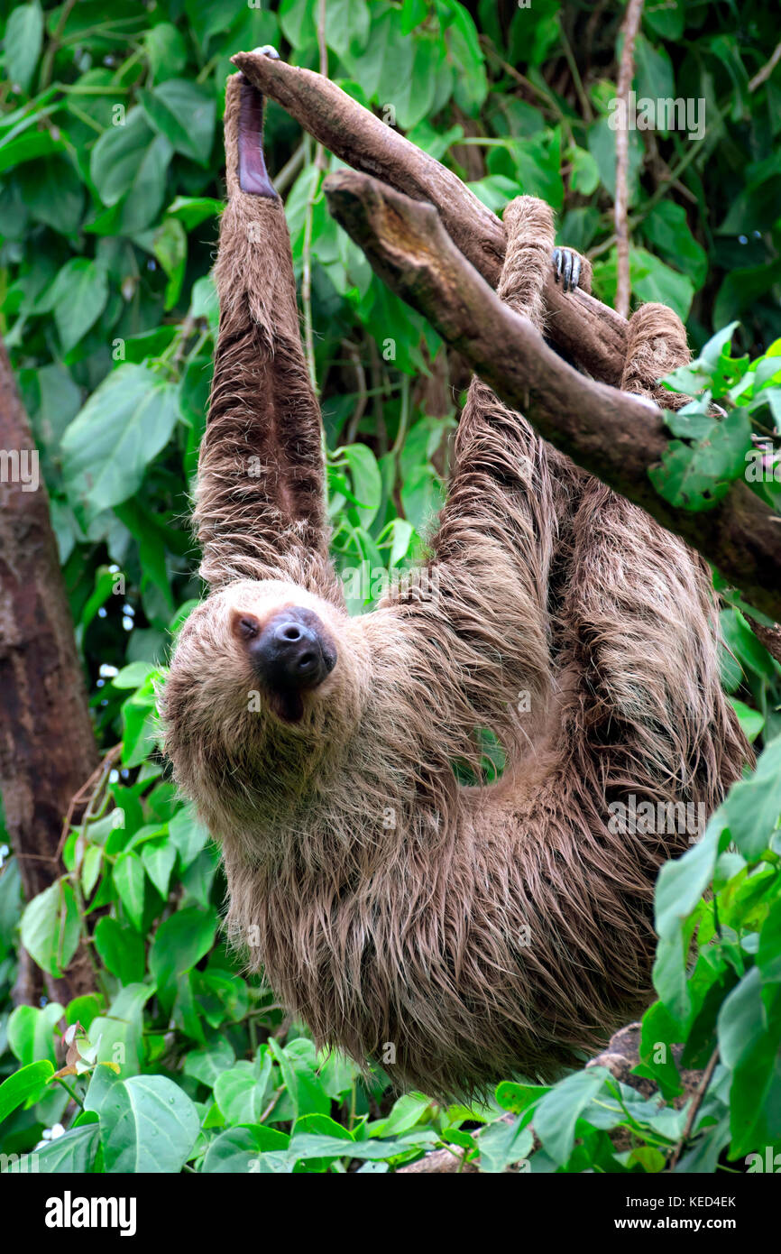 Linneo dos dedos cada sloth (Choloepus didactylus), cautiva, apariciones en el centro y el Norte de América del Sur Foto de stock