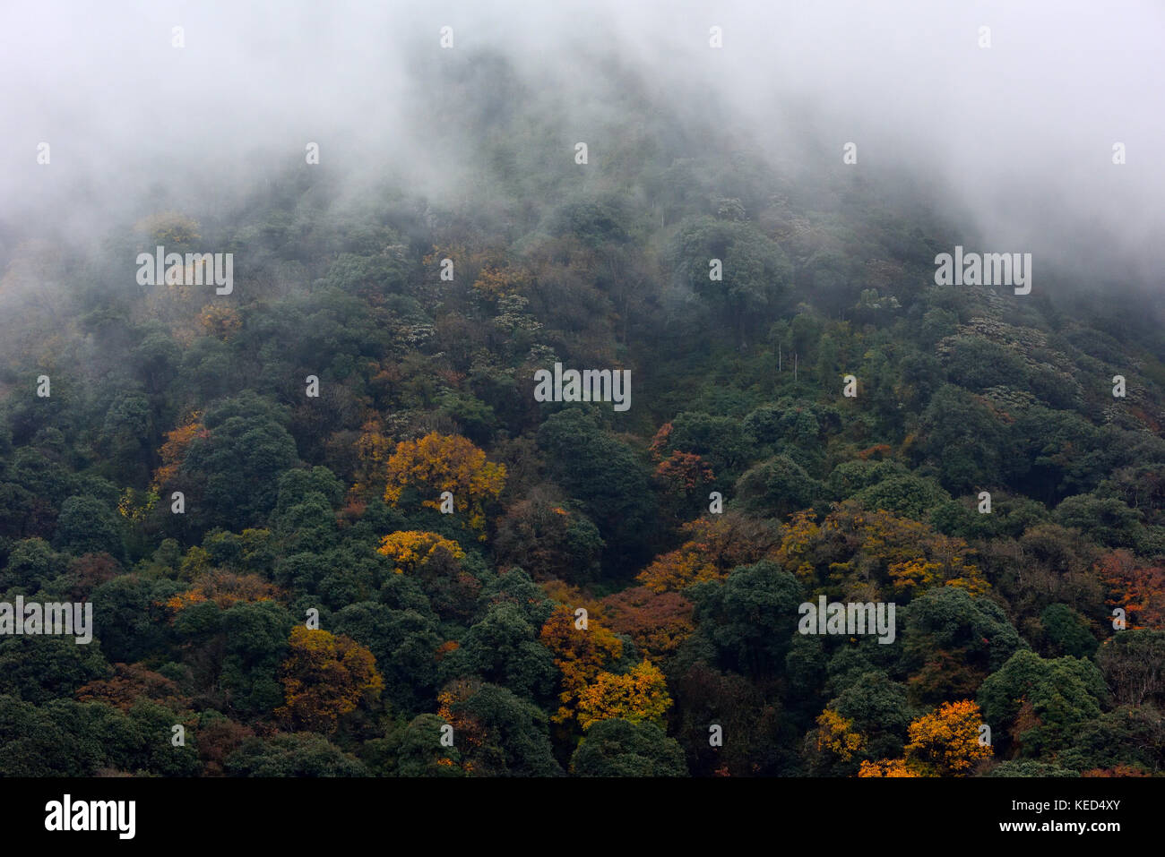 Bosque Nuboso de eaglenest Wildlife Sanctuary, Arunachal Pradesh, India