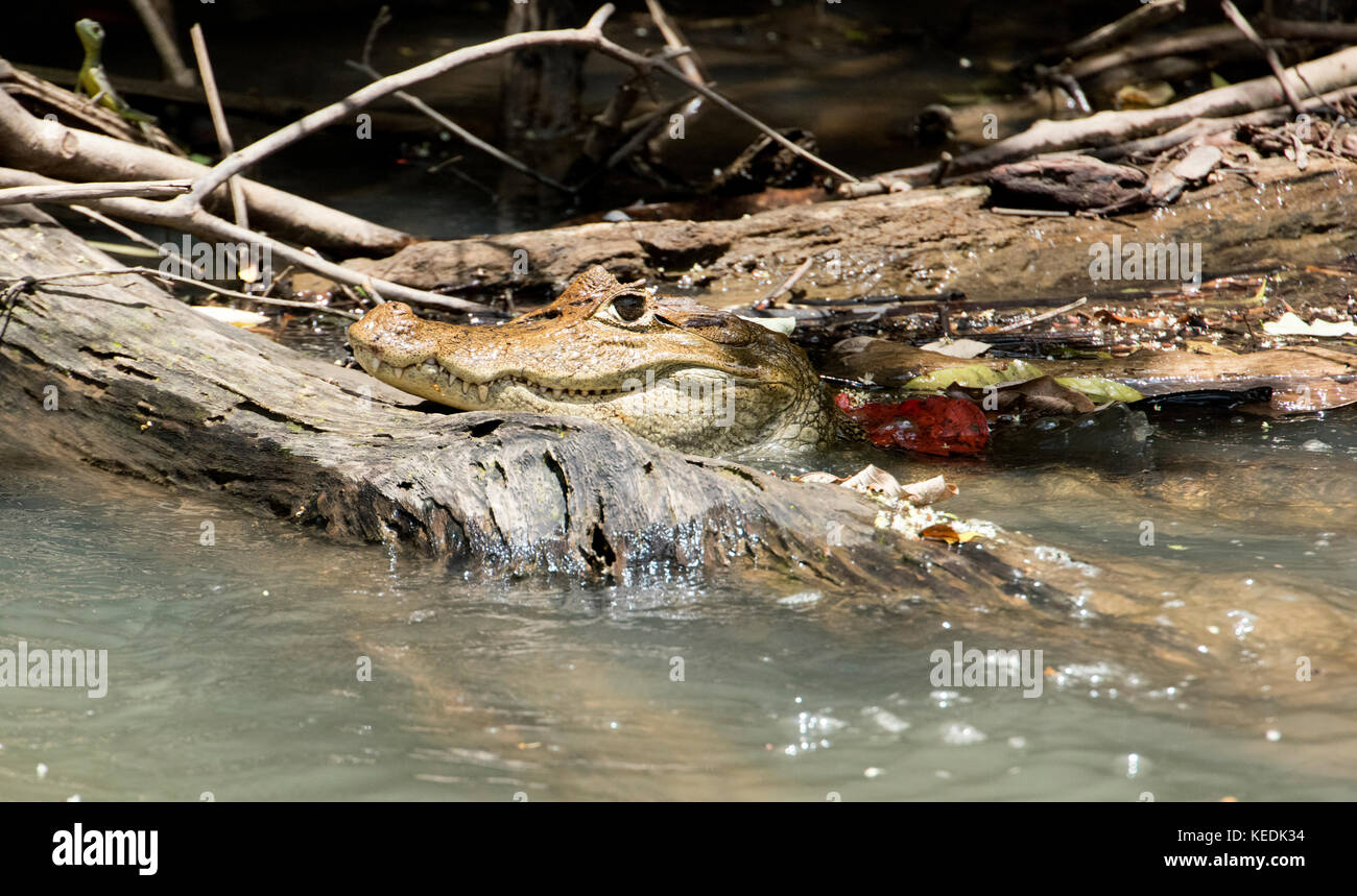 Caiman cocodrilo en el río Sarapiquí, provincia de Heredia, Costa Rica Foto de stock