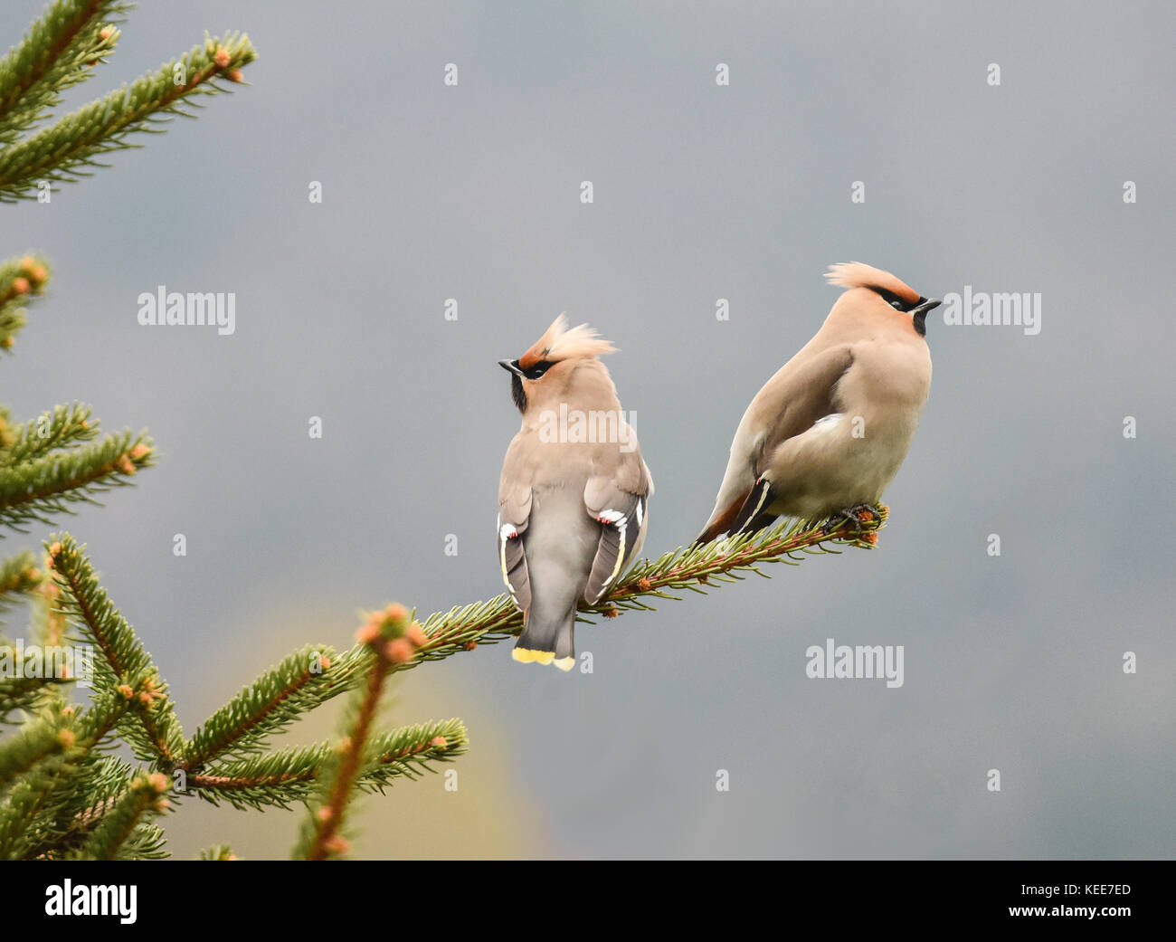 Par de pequeñas aves. Bohemian waxwing (Bombycilla garrulus)- starling tamaño de aves paseriformes que se cría en los bosques del norte de Eurasia y América. Foto de stock