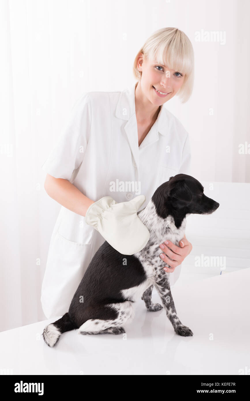 Hembra joven profesional médico veterinario perro pug espera antes del  examen en la clínica veterinaria Fotografía de stock - Alamy
