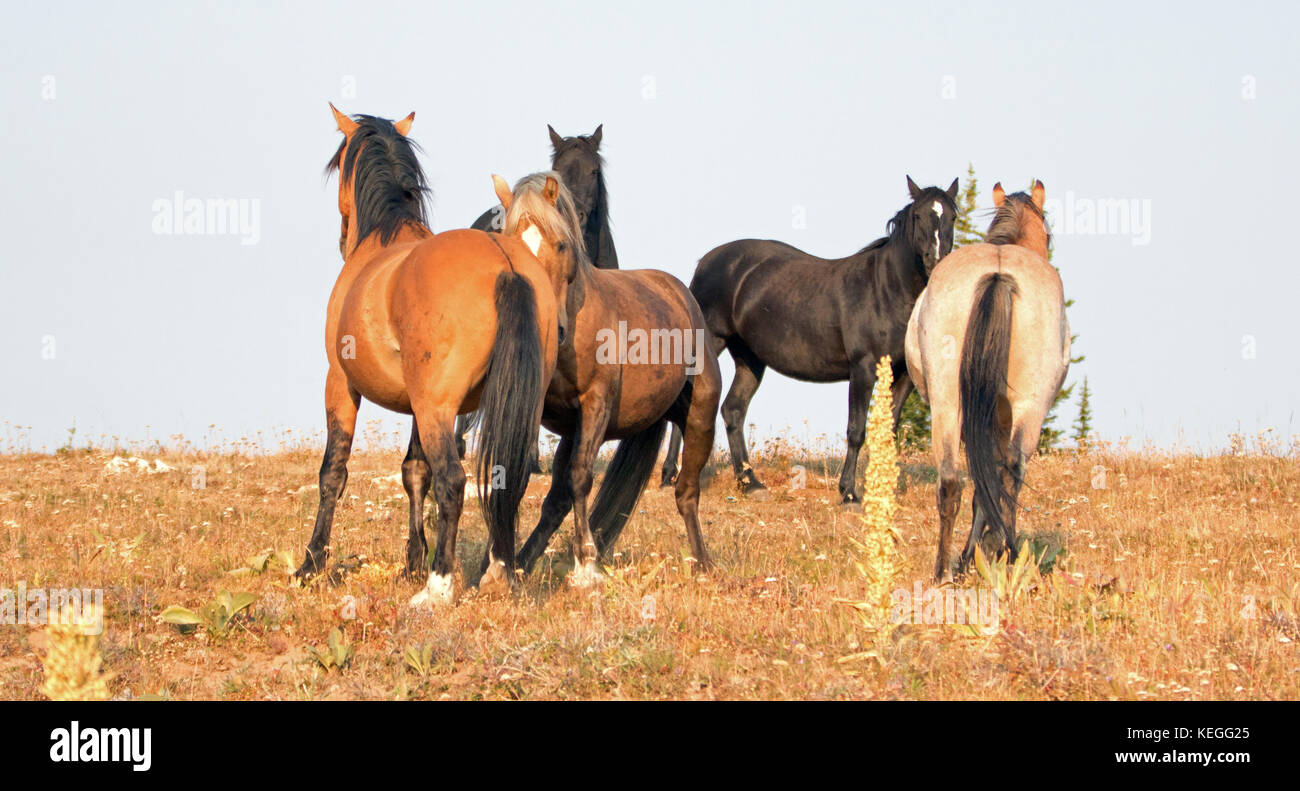 Wild Horses - Los sementales de la banda y del soltero que luchan en la mañana en la cordillera de caballos salvajes de las montañas de Pryor en Montana Estados Unidos Foto de stock