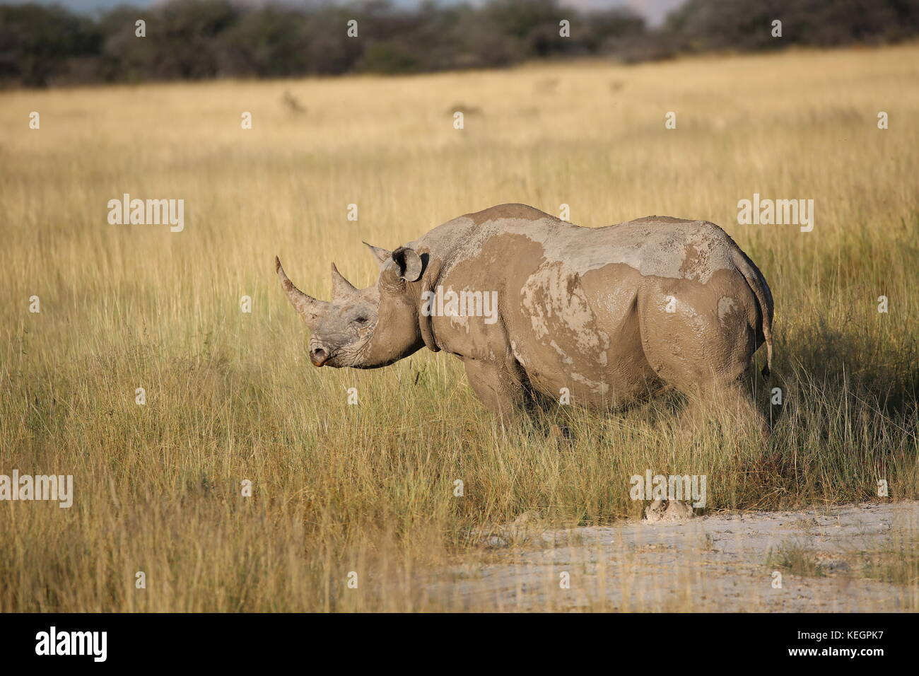 Spitzmaulnashorn- Rhino im Parque Nacional Etosha, en Namibia - Streppenlandschaft savanne Foto de stock