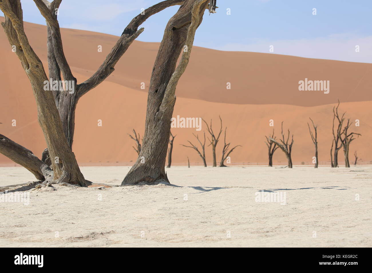 Camello muerto espinos en sossosflei - Namibia - in der Bäume abgestrorbene Salz-Ton Pfanne en Namibia Foto de stock