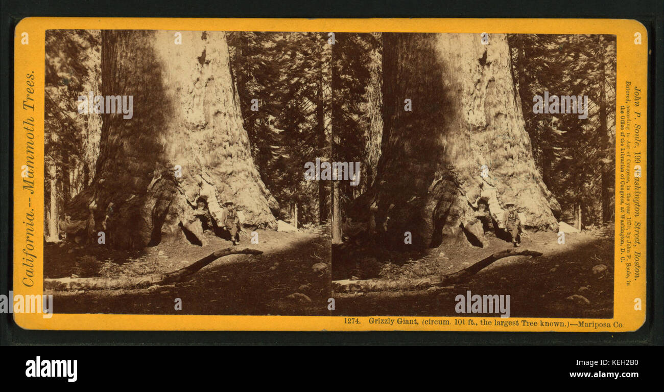 Grizzly Gigante, (circum. 101 pies; el árbol más grande saber