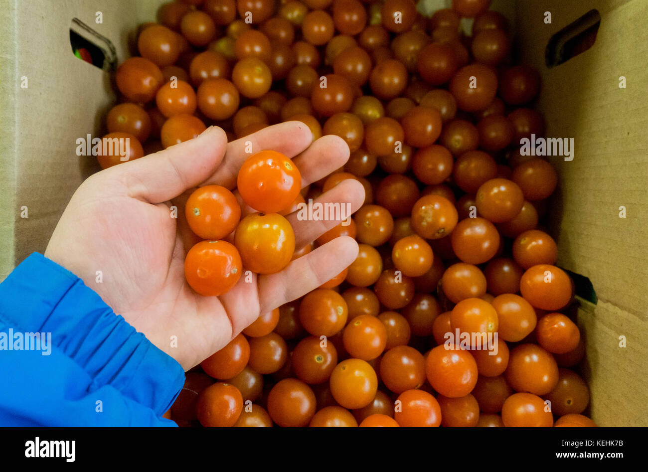 Mano sujetando los tomates Foto de stock
