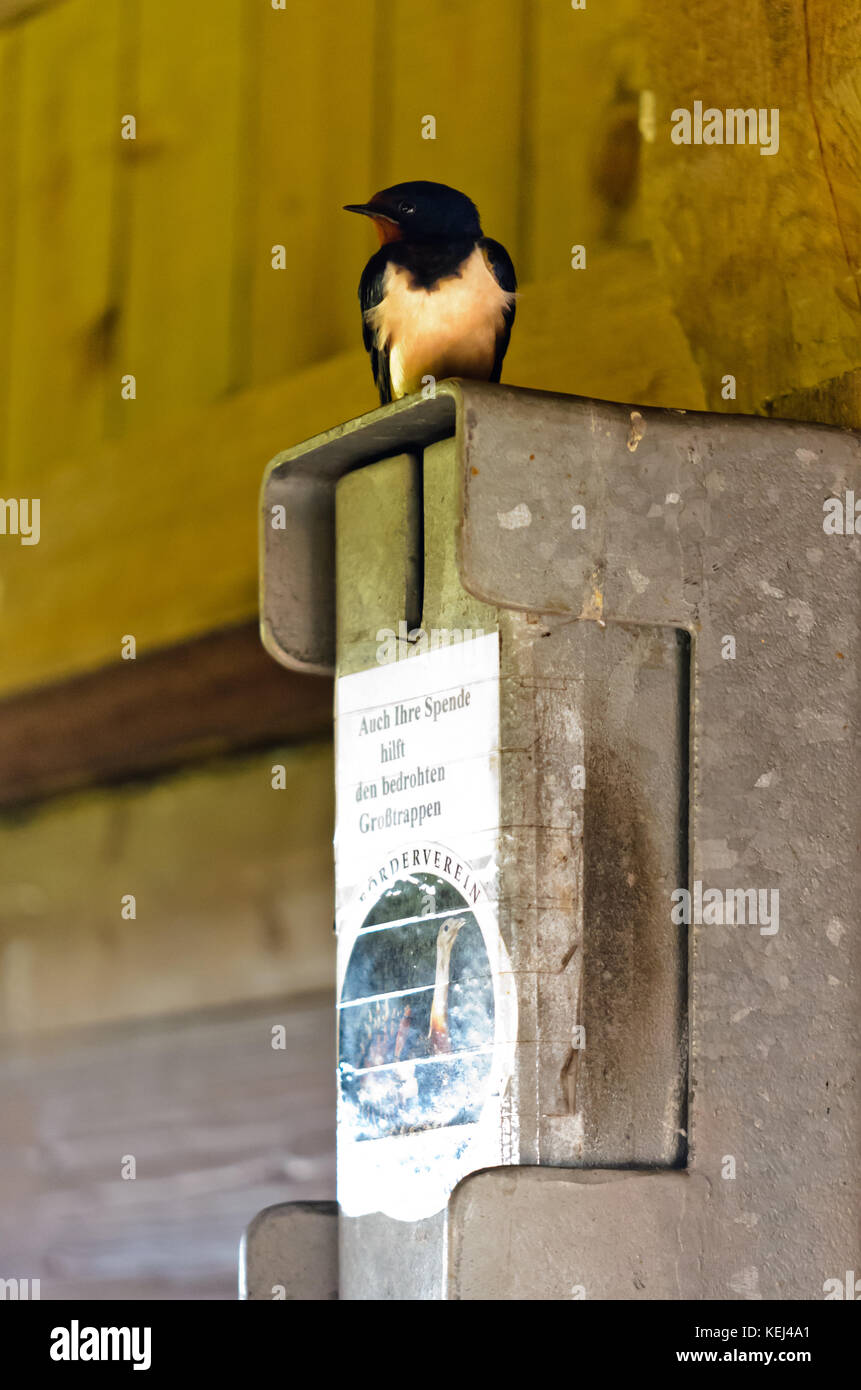 La golondrina común (Hirundo rustica) en una caja de donación Foto de stock