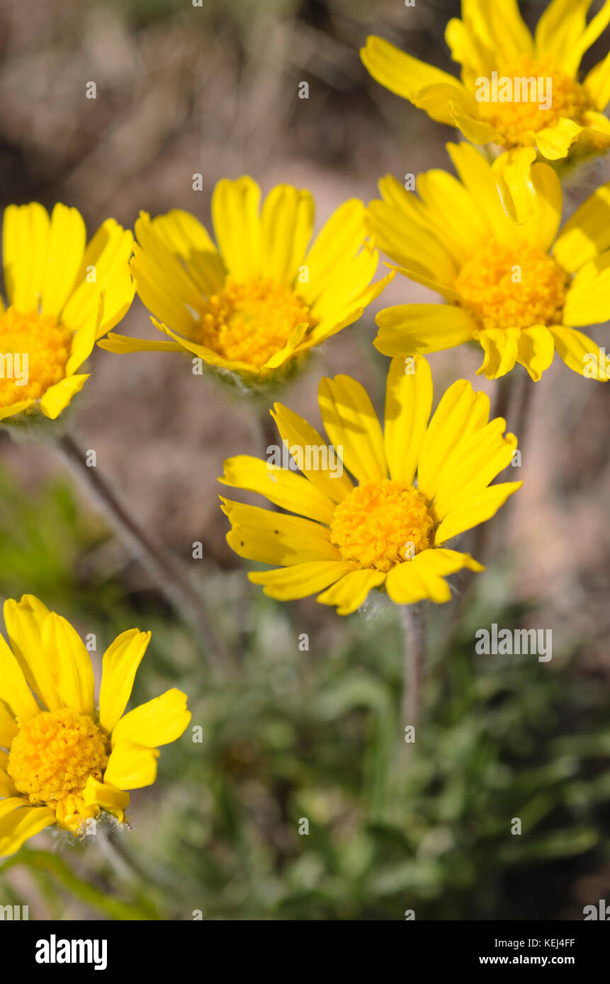 Ives' fournerved daisy (ivesiana tetraneuris) Foto de stock