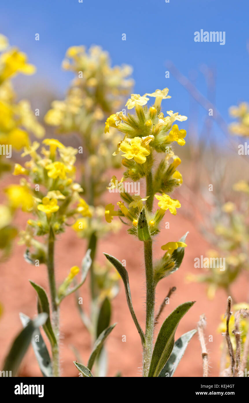 Amarillo (cryptantha oreocarya flava) Foto de stock