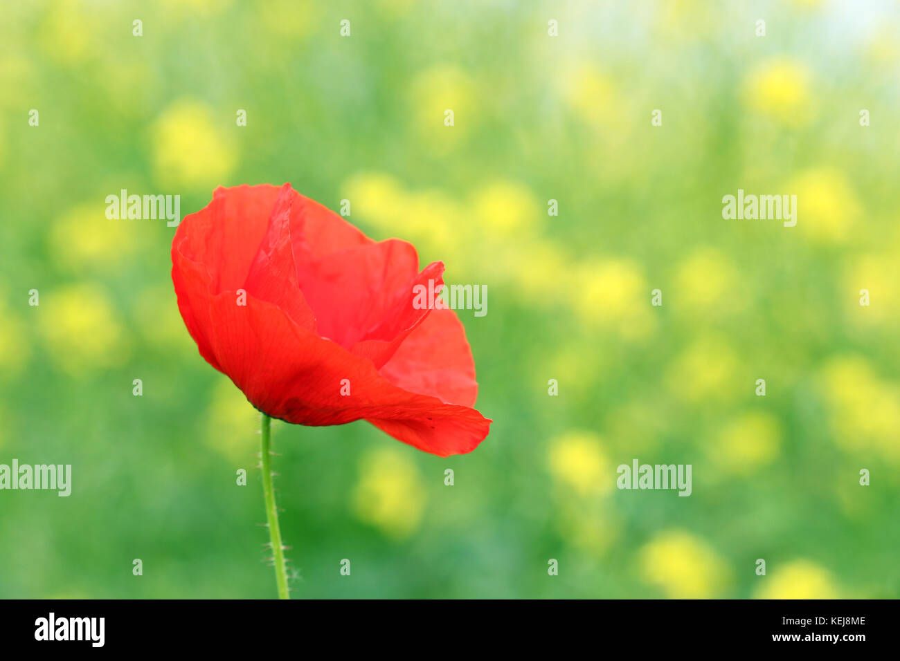 Amapola Roja flor primavera Foto de stock