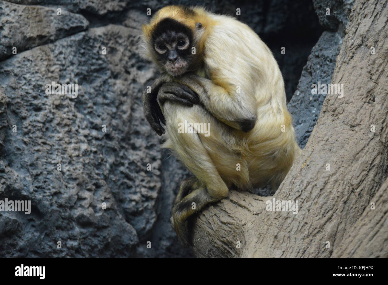 Mono amarillo fotografías e imágenes de alta resolución - Alamy