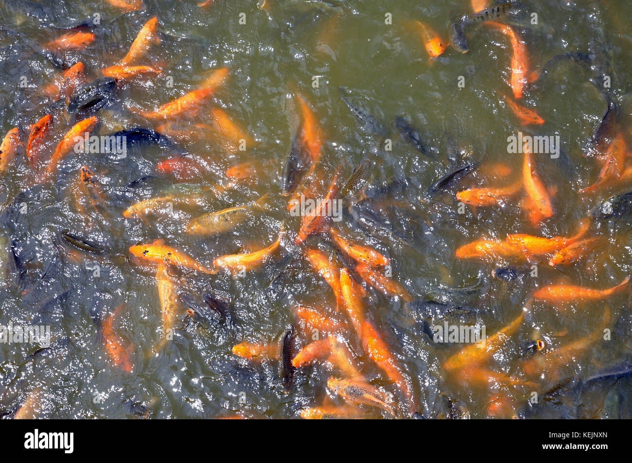 Alimentación de peces carpa en el Delta del Mekong Foto de stock