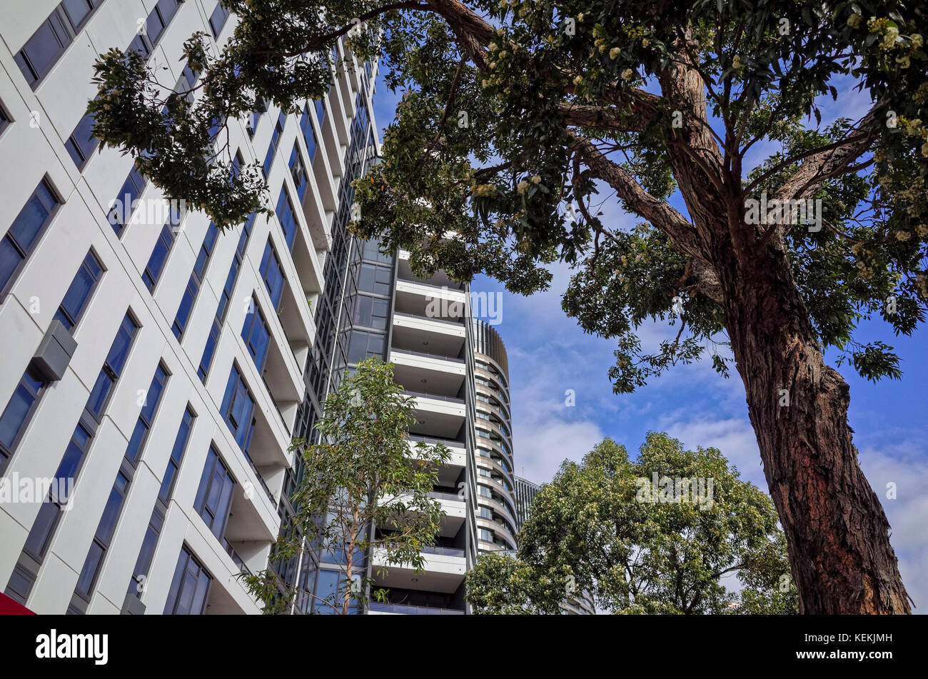 Edificios de apartamentos en el parque olímpico de Sydney, Australia. bloques de apartamentos australia. árbol de eucalipto enfrente del primer propiedad comercial. Foto de stock