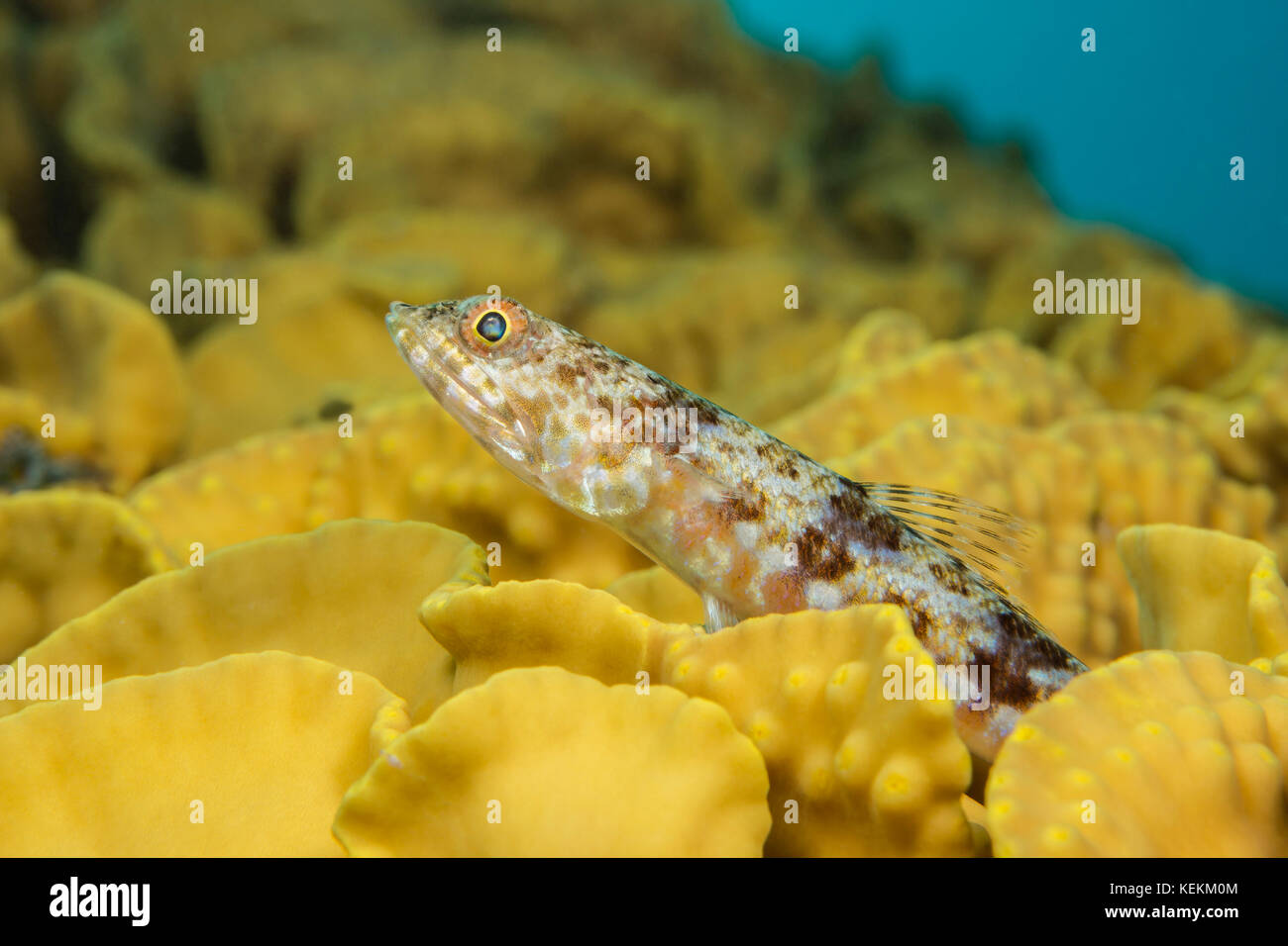 Zamburiña lizardfish, synodus variegatus, Marsa Alam, Mar Rojo, Egipto Foto de stock