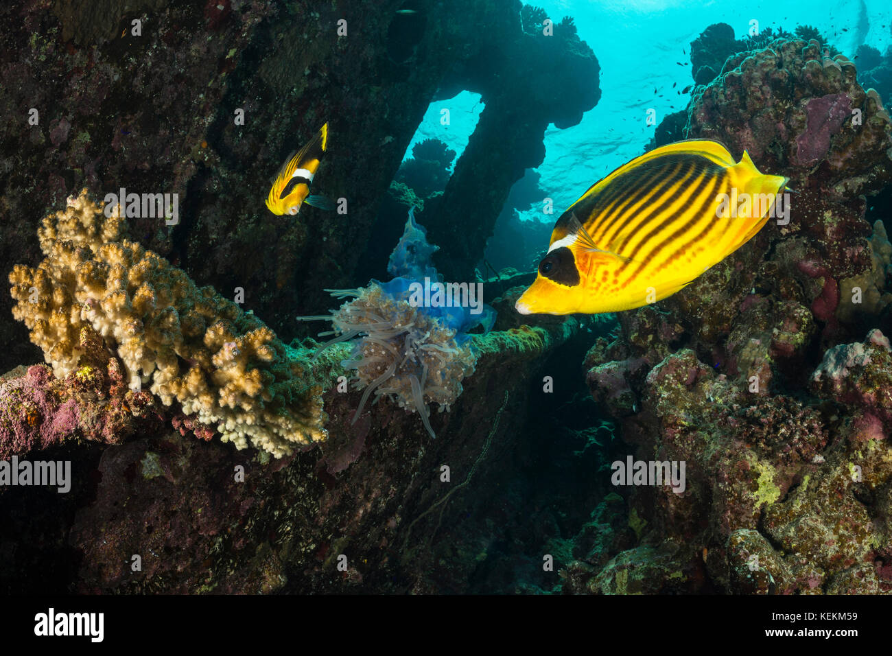 Raccoon butterflyfish comer medusas, chaetodon fasciatus, fury shoal, Mar Rojo, Egipto Foto de stock