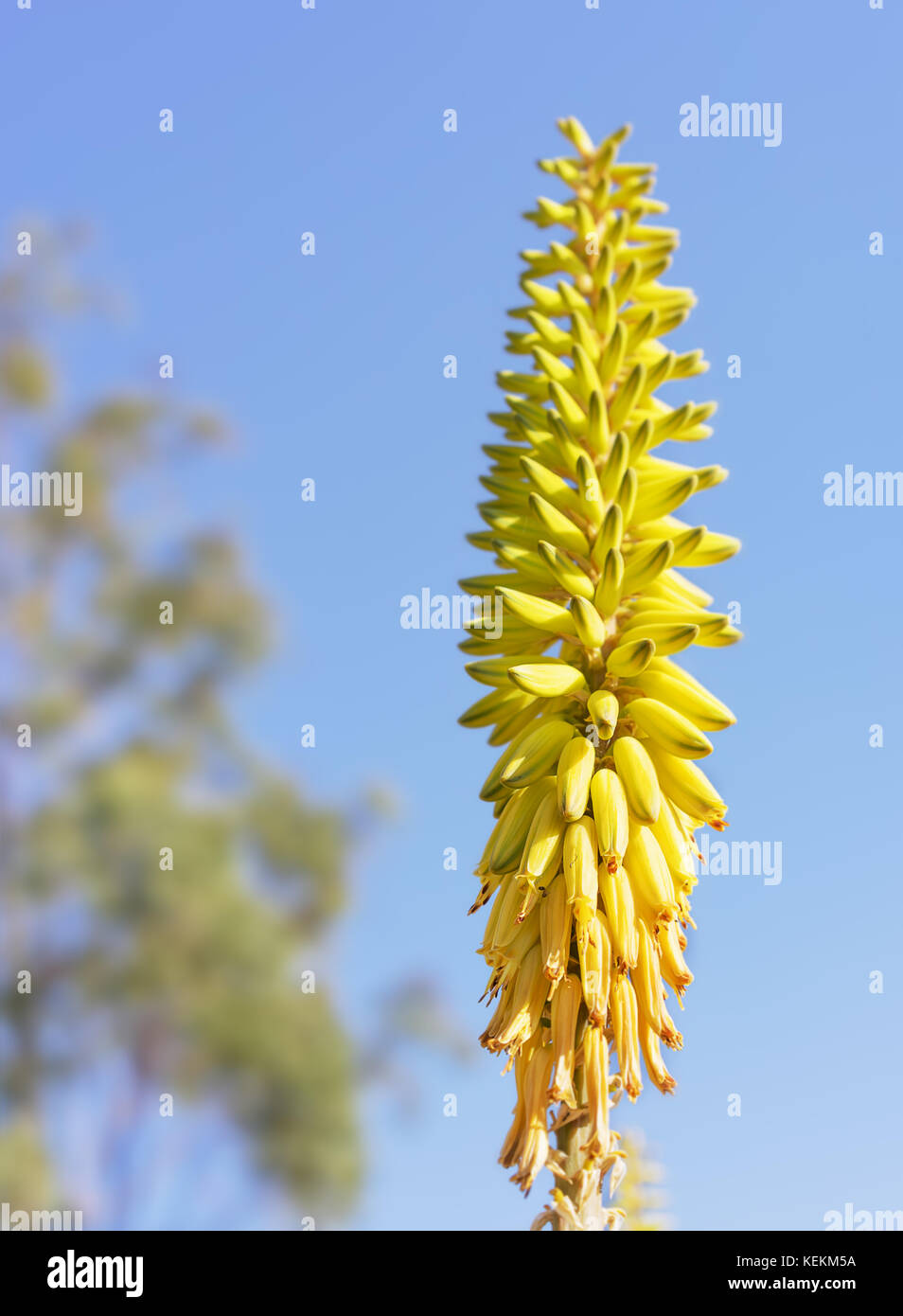 Tall amarillo aloe vera flores spike contra el fondo de cielo azul Foto de stock
