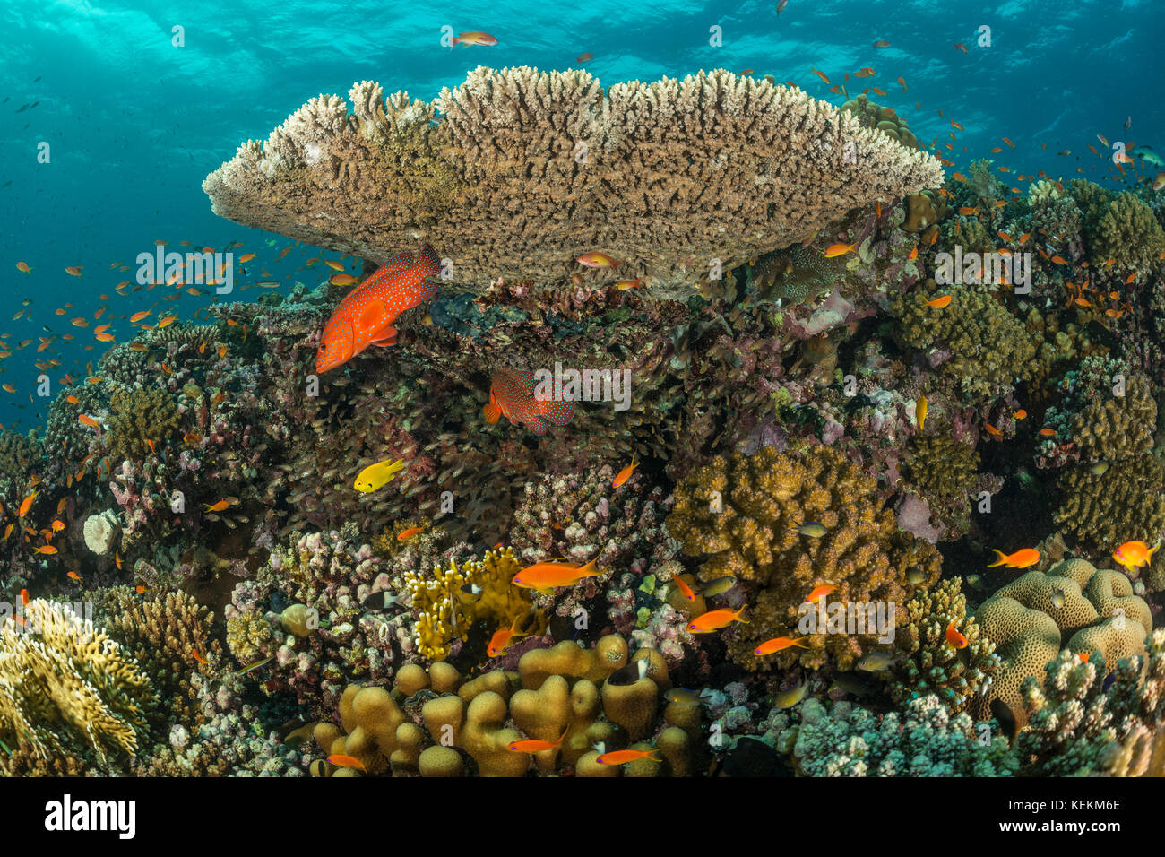 Healty arrecifes de coral duro, fury shoal, Mar Rojo, Egipto Foto de stock