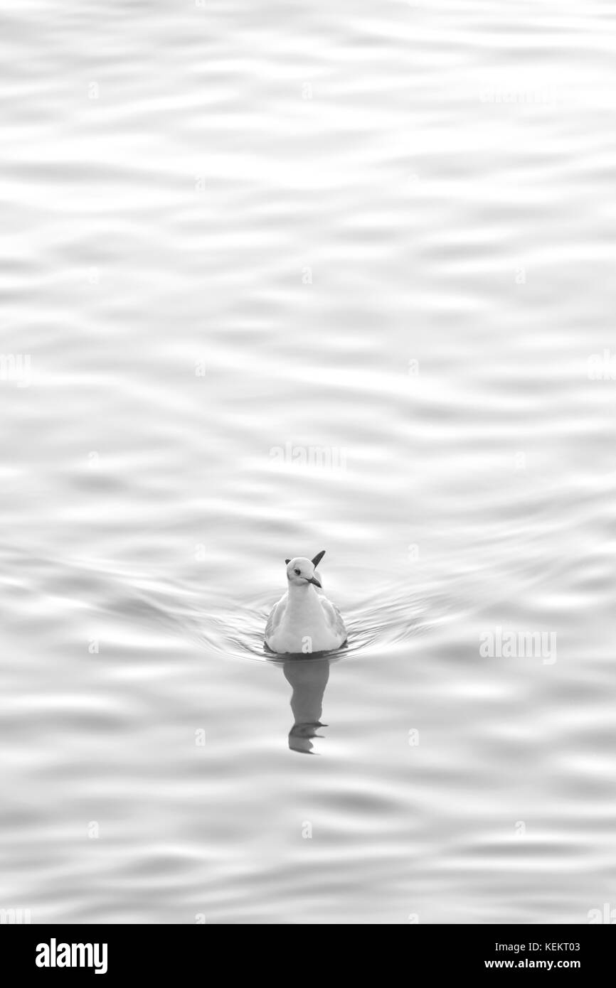 Una gaviota flotando en la superficie del agua de rizo con sombra reflejo en el mar al atardecer. Foto de stock