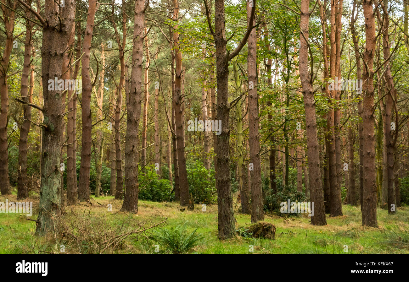 Una maraña de troncos rectos de árboles de pino, Pinus sylvestris, en Woodland, Tyninghame estate, East Lothian, Escocia, Reino Unido Foto de stock