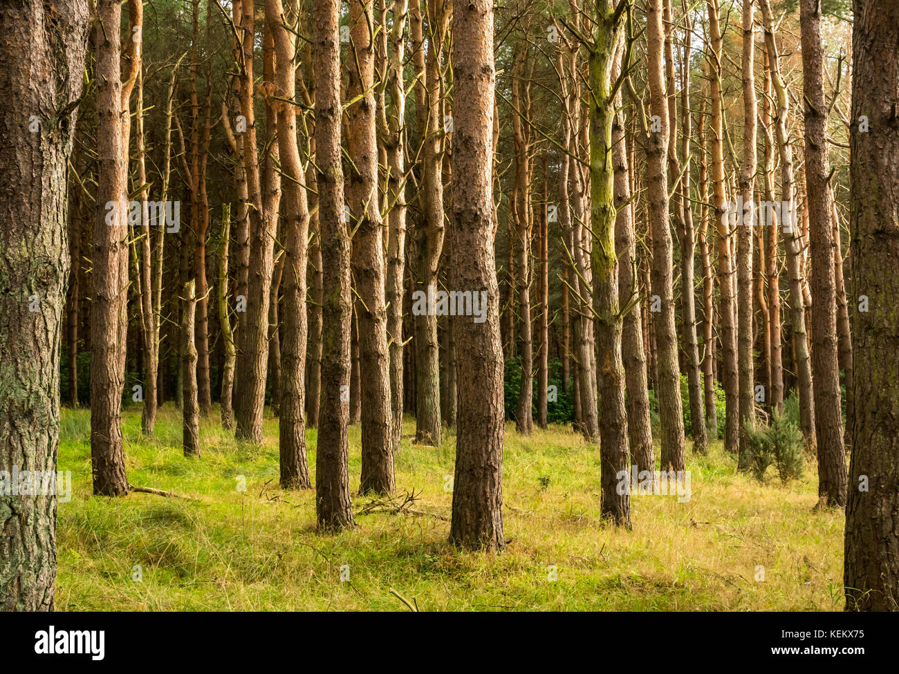 Una maraña de troncos rectos de árboles de pino, Pinus sylvestris, en Woodland, Tyninghame estate, East Lothian, Escocia, Reino Unido Foto de stock