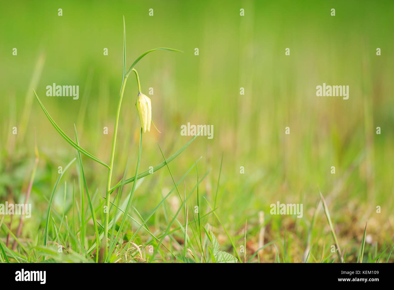 Close-up de un salvaje blanco fritillaria meleagris capullo que florece en un bosque en una pradera en primavera. Foto de stock