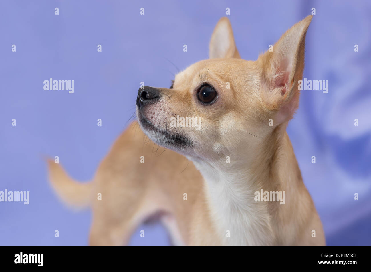 Perro de palma fotografías e imágenes de alta resolución - Página 2 - Alamy