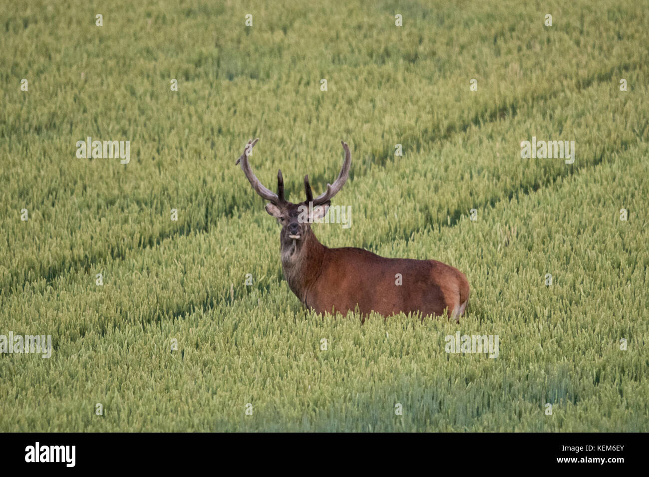 El ciervo robusto (Cervus elaphus) se alimenta en un campo de trigo para crecer grande y fuerte antes de la temporada de apareamiento en septiembre Foto de stock