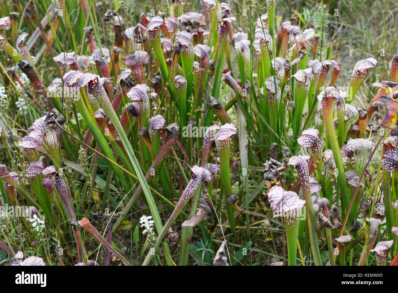 Blanco phlox, phlox multiflora, flores con dos acerca a bloom, Montañas Rocosas, Alberta Foto de stock