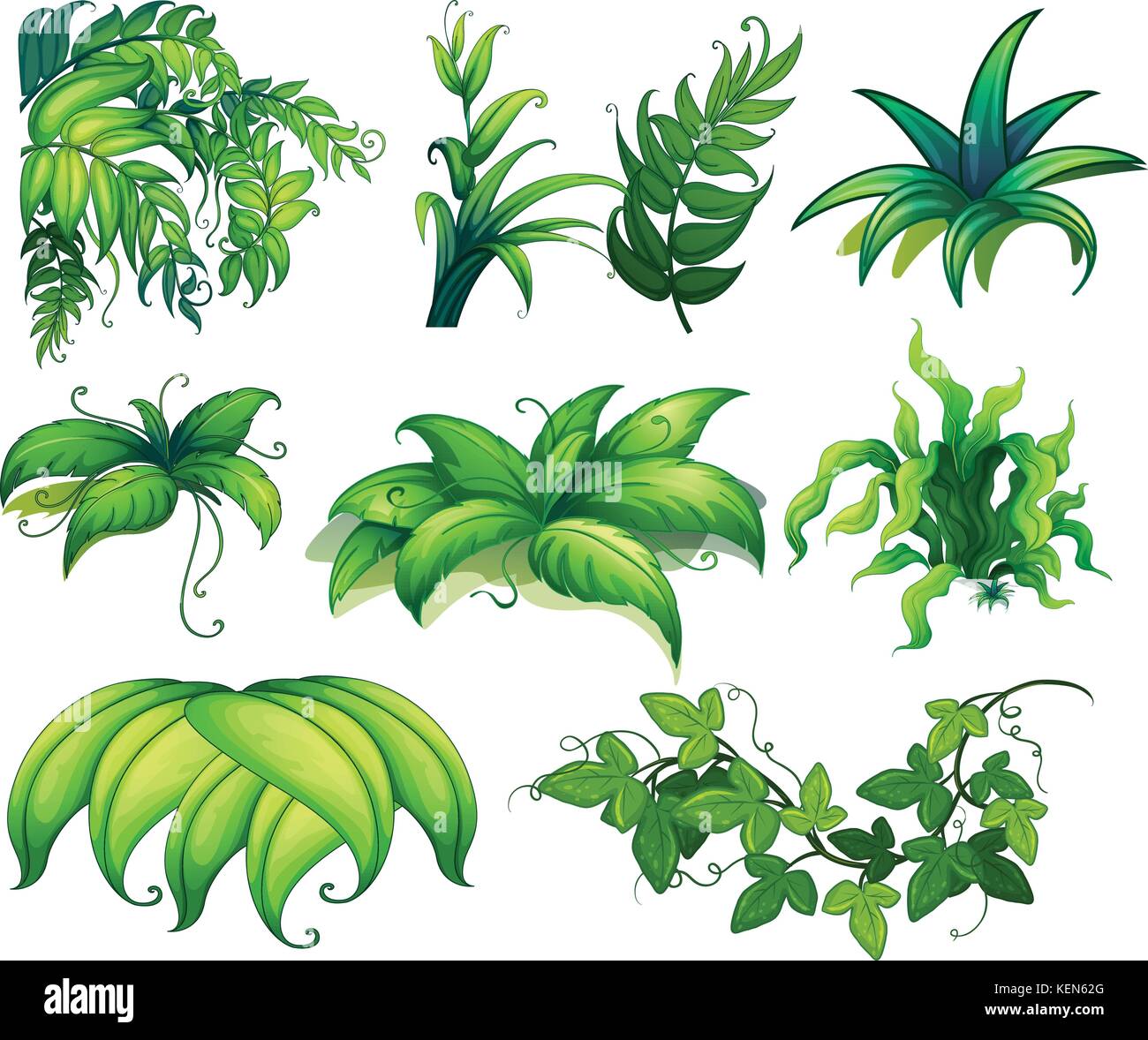 Ilustración de diferentes tipos de plantas Imagen Vector de stock - Alamy