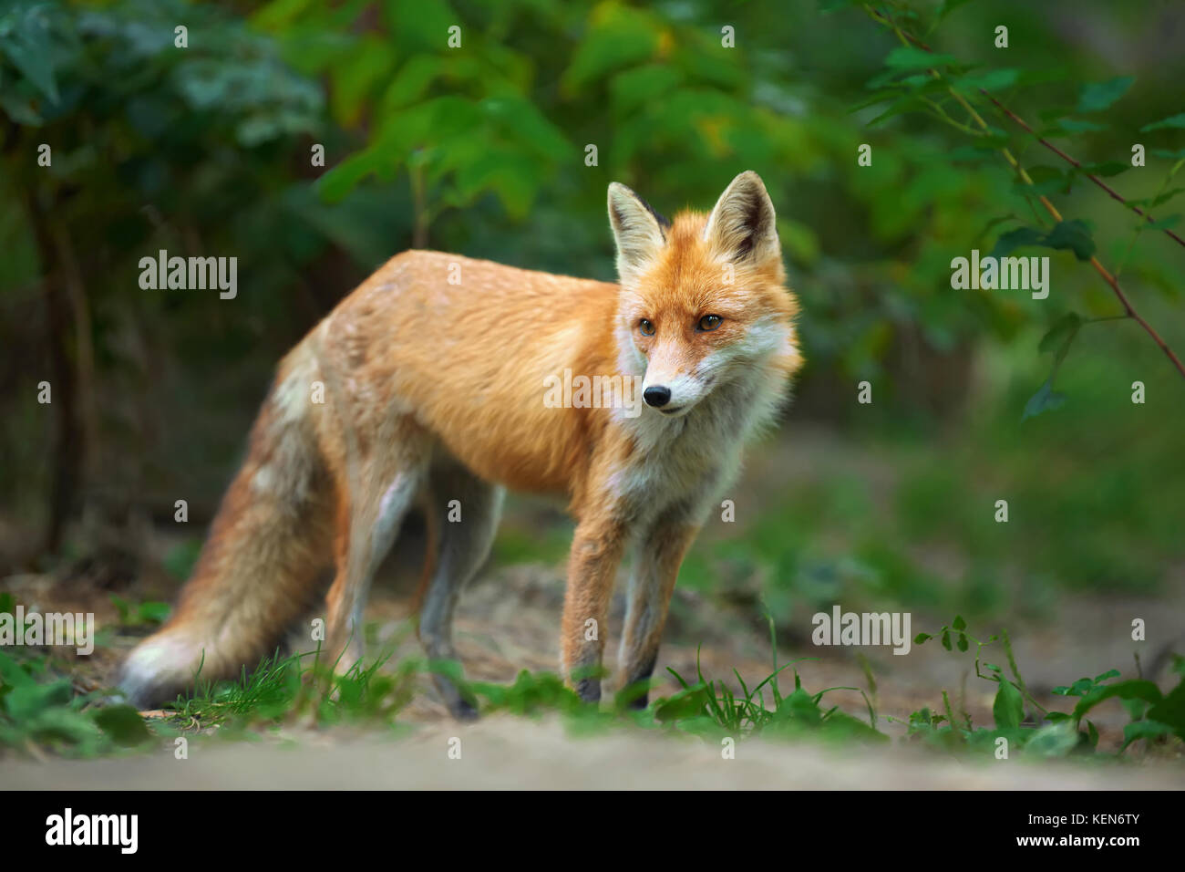 Retrato de un zorro rojo (Vulpes vulpes) en el medio natural Foto de stock