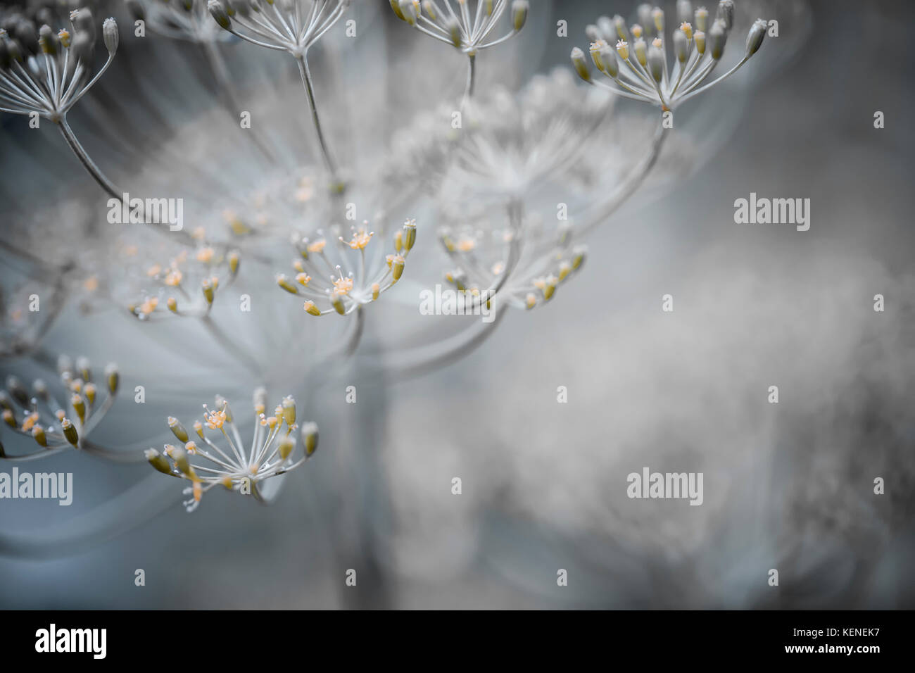 Macro closeup de floración eneldo hierba cluster flores que crecen en el jardín Foto de stock