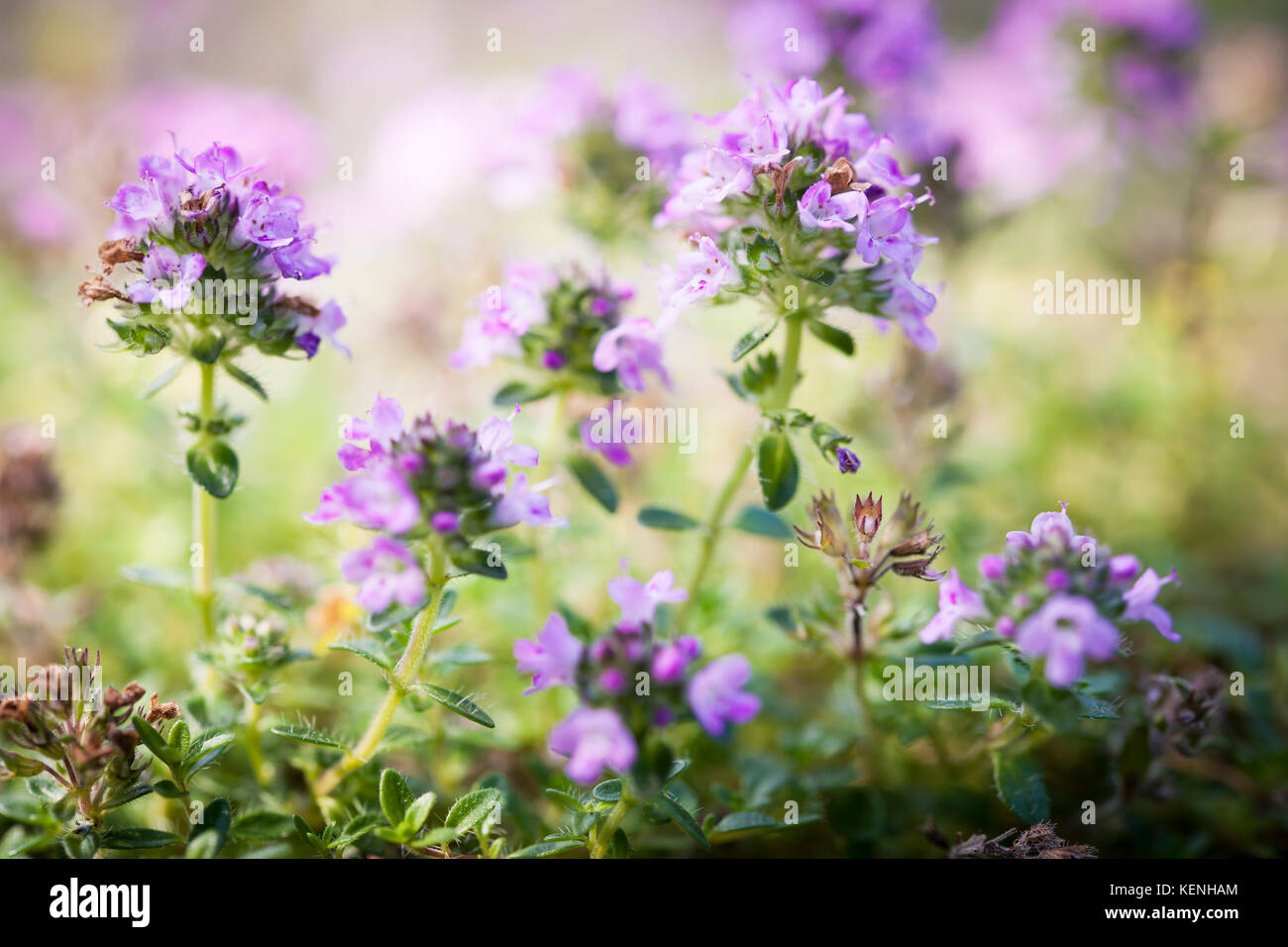 Flores púrpura de tomillo hierba de jardín de verano, macro closeup. Foto de stock