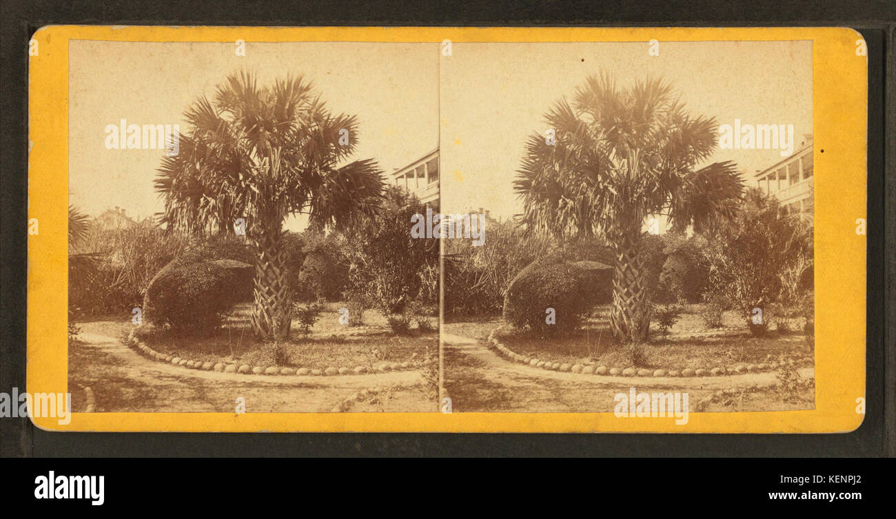 El palmetto árbol, Charleston, S.C, por Quinby & Co. Foto de stock