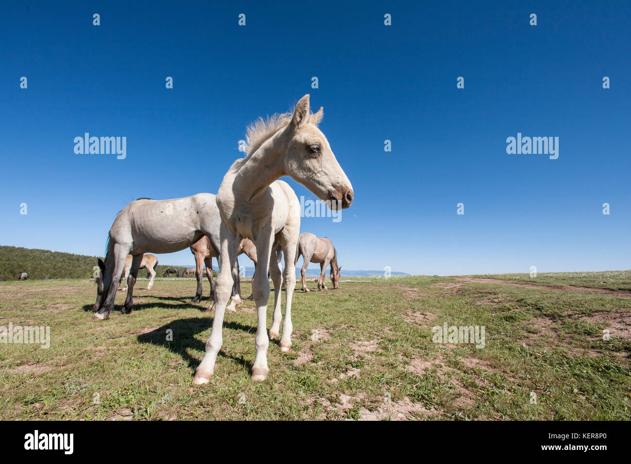 Mustang potro salvaje en montana Foto de stock
