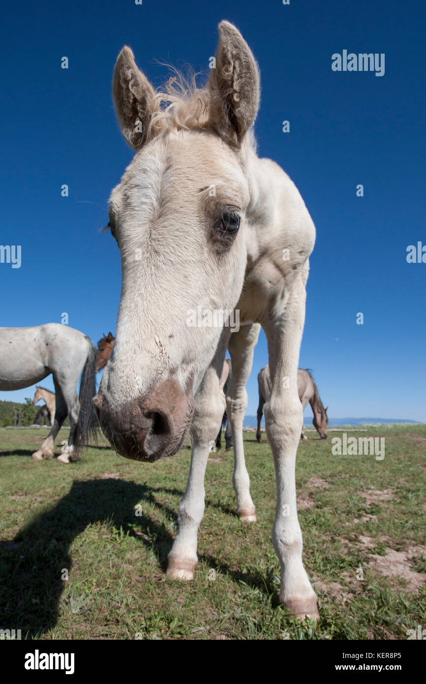 Mustang potro salvaje en montana Foto de stock