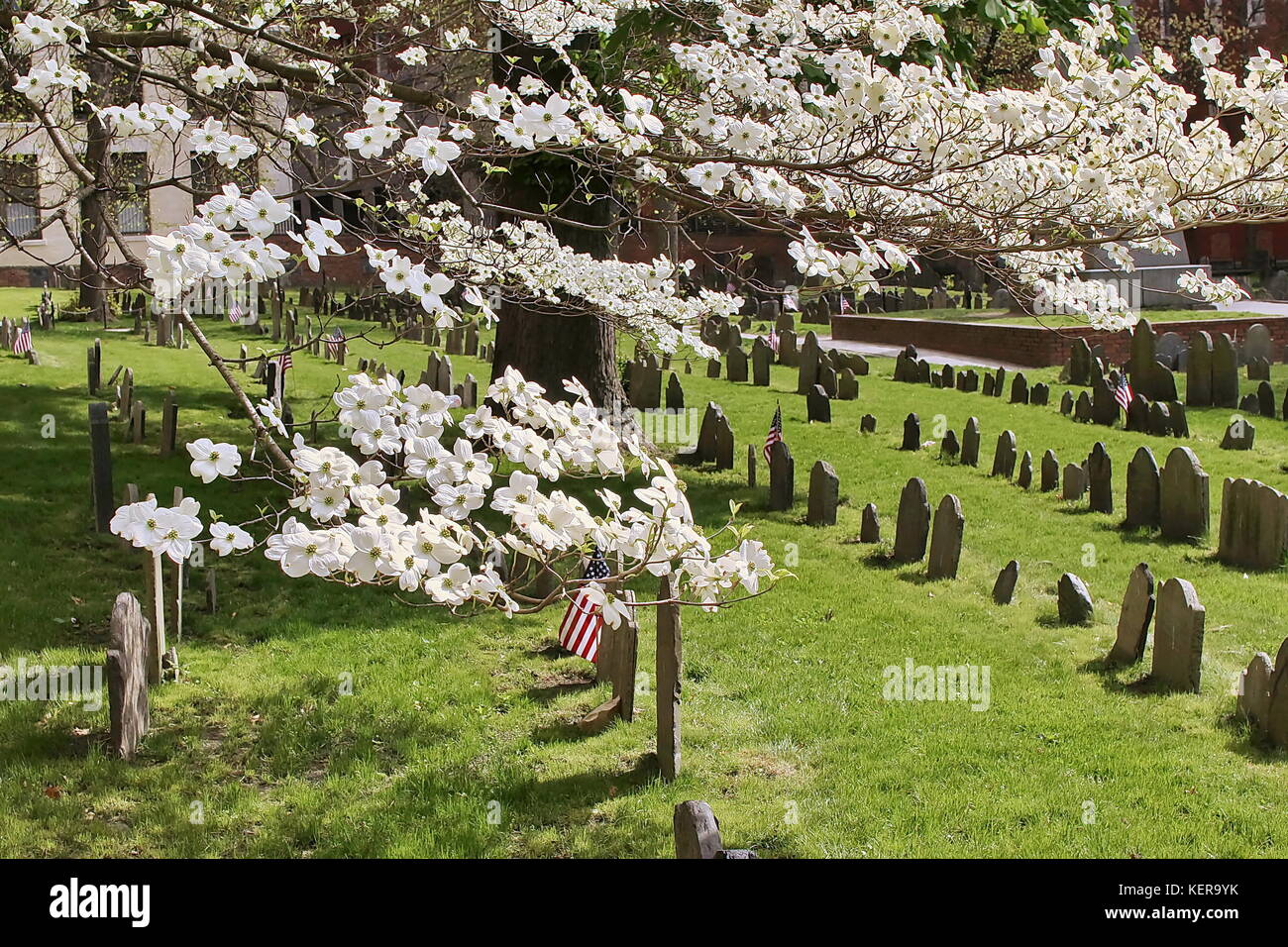 Un árbol de cerezos en flor en el granero enterrando a tierra en Boston, MA Foto de stock