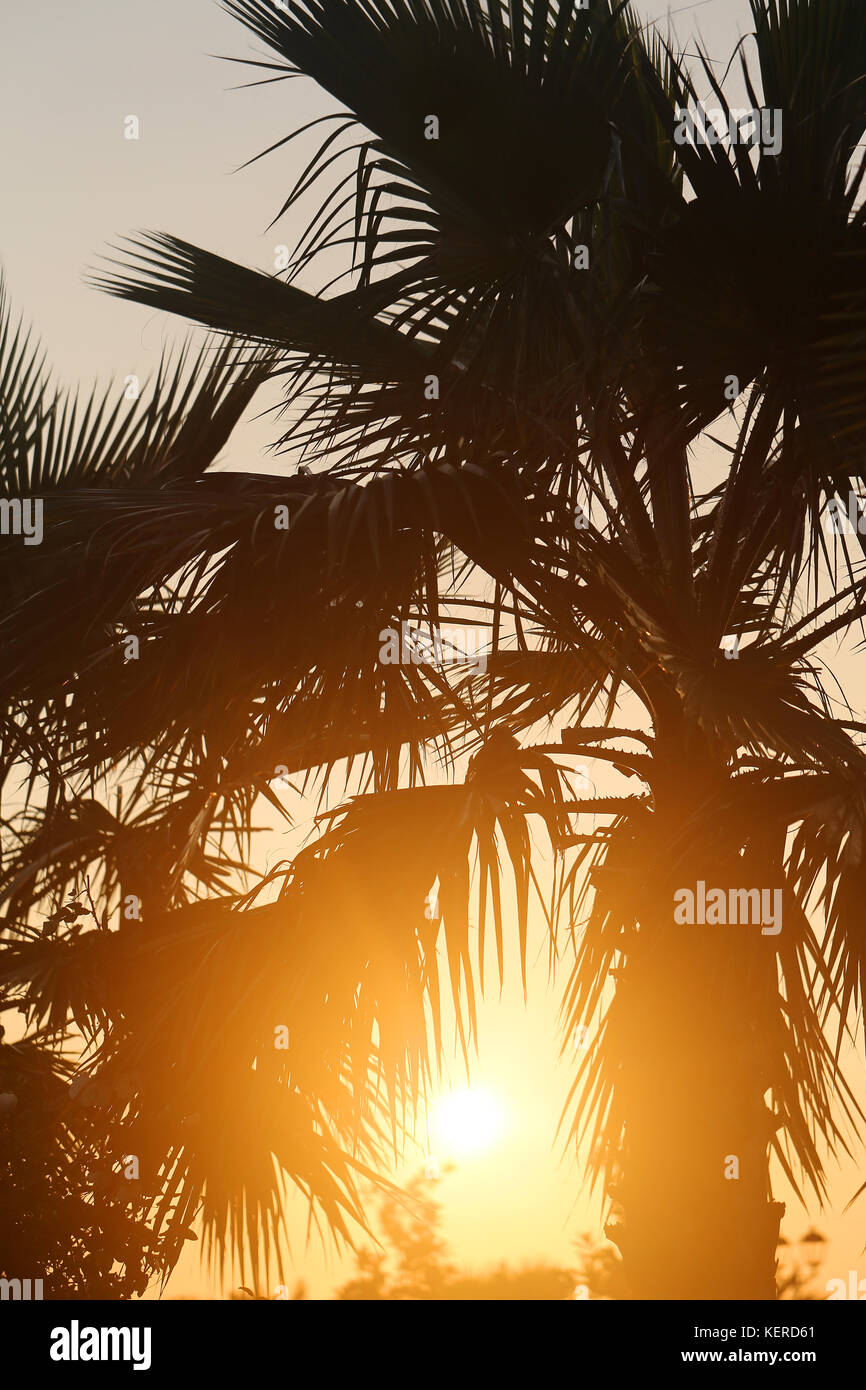 Photo retro palmera y sun Foto de stock