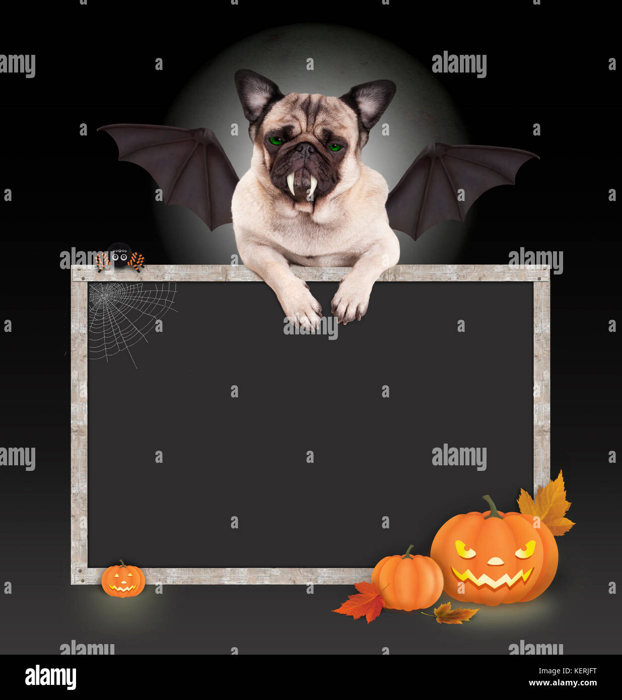 Halloween perro pug bat con alas y patas de pizarra en blanco firmar, con  calabaza linterna, aislado sobre fondo oscuro Fotografía de stock - Alamy