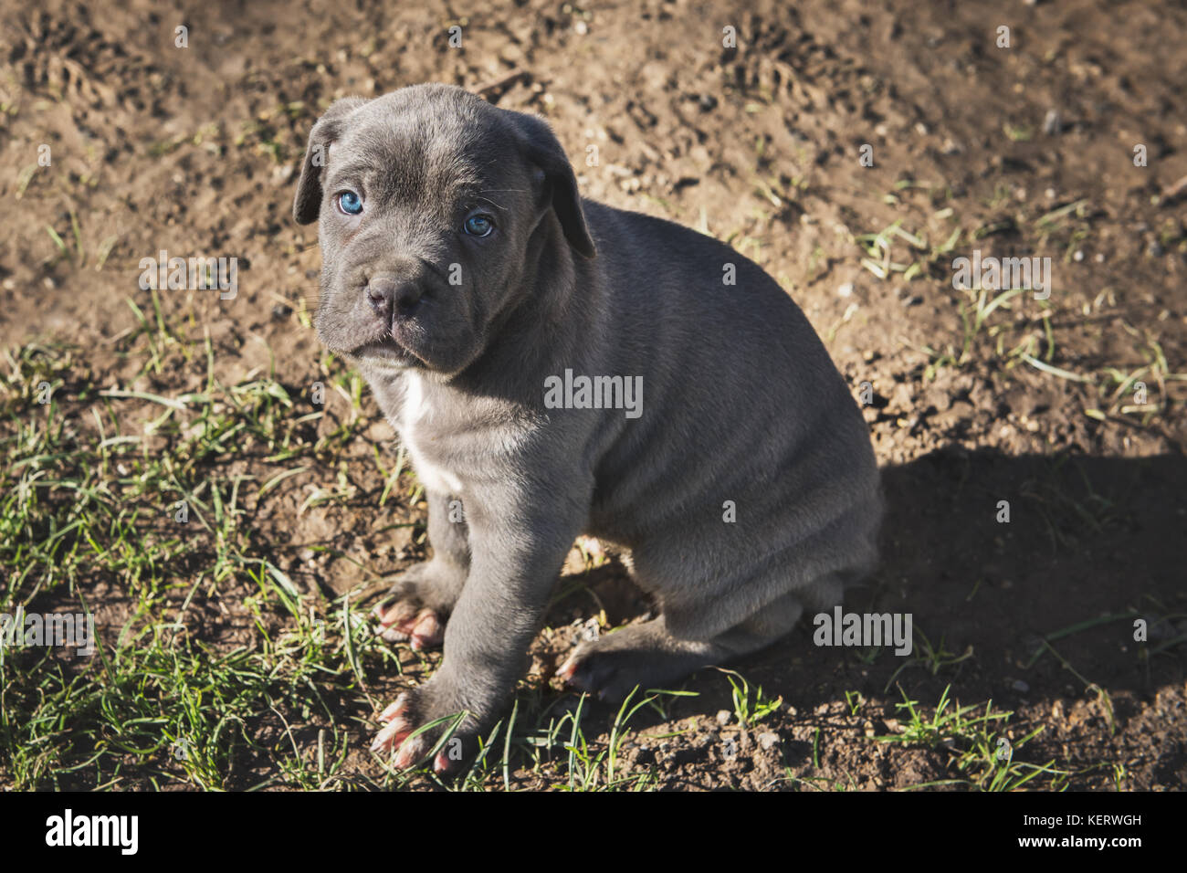 Mastín Napolitano cachorro gris Fotografía de stock - Alamy