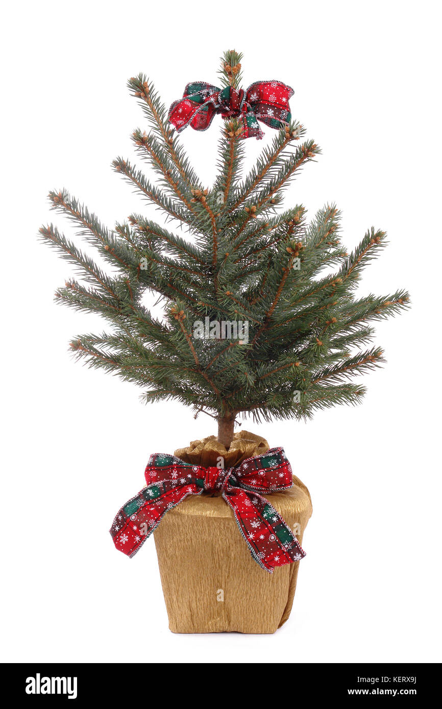 árbol de navidad en maceta fotografías e imágenes de alta resolución - Alamy