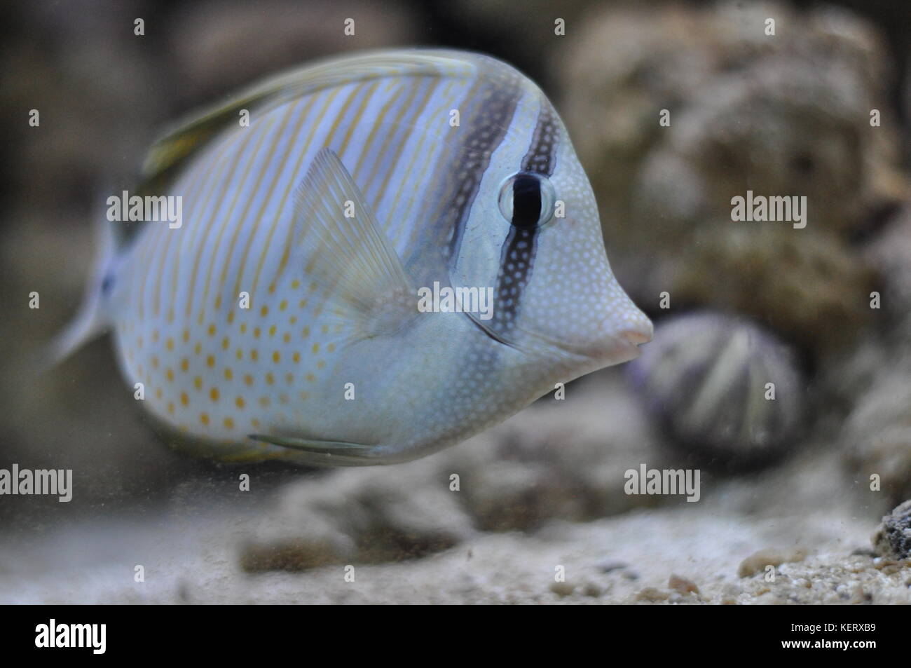 - Tang sailfin peces marinos -peces cirujano Foto de stock