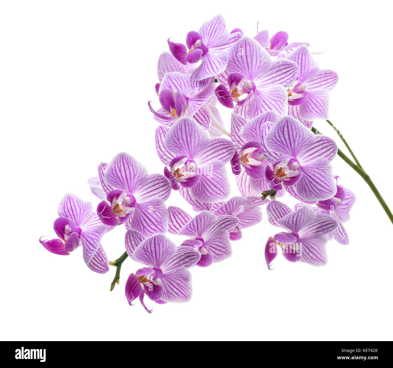 Rama de orquídeas violeta aislado en blanco Foto de stock