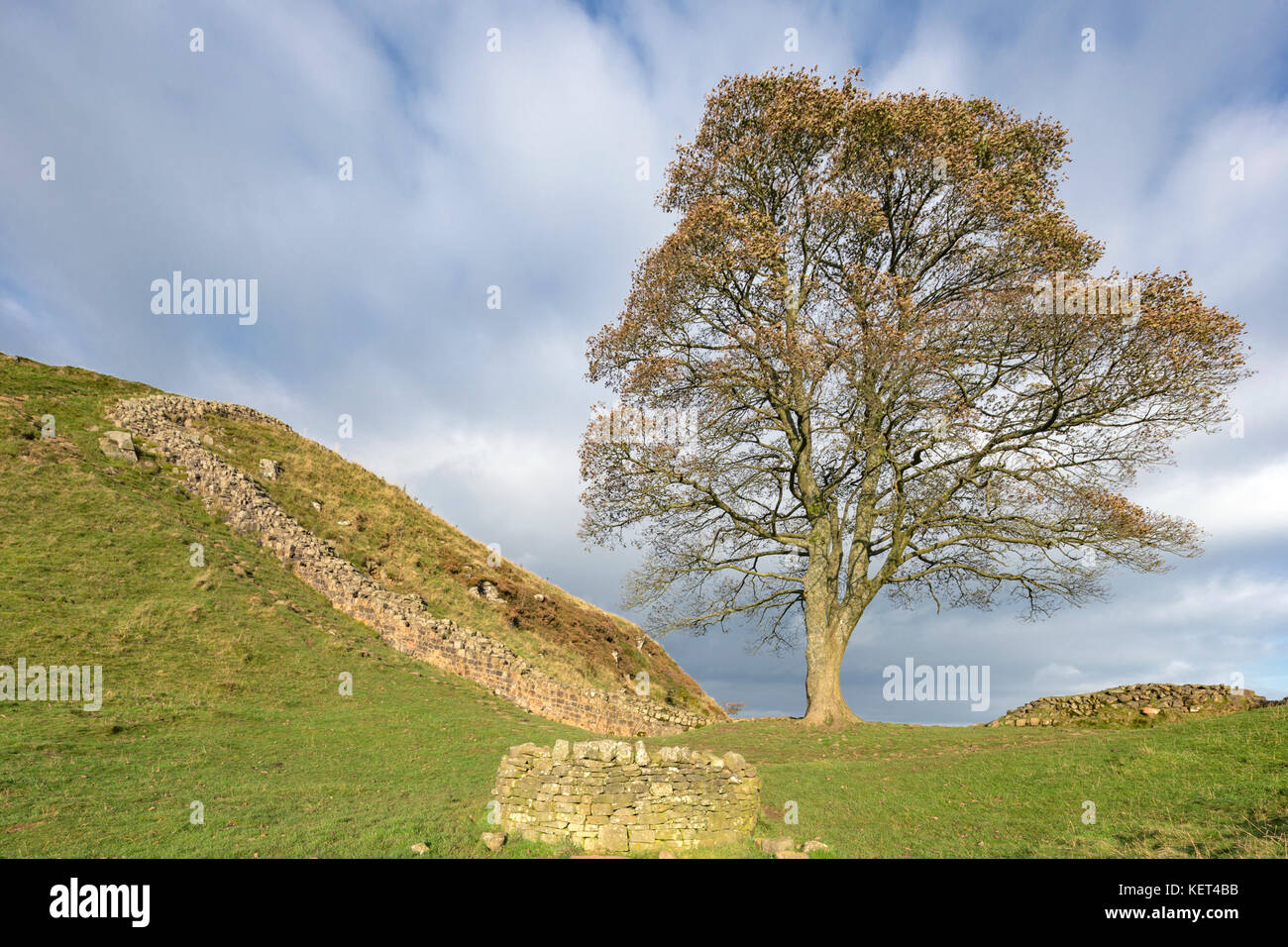 Sycamore brecha en el Muro de Adriano, Northumberland, Inglaterra, Reino Unido. Foto de stock