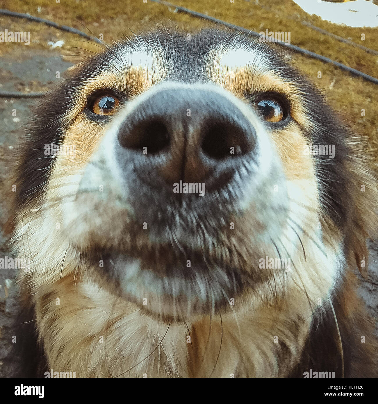 Mongrel perro gracioso comiendo pepino Foto de stock
