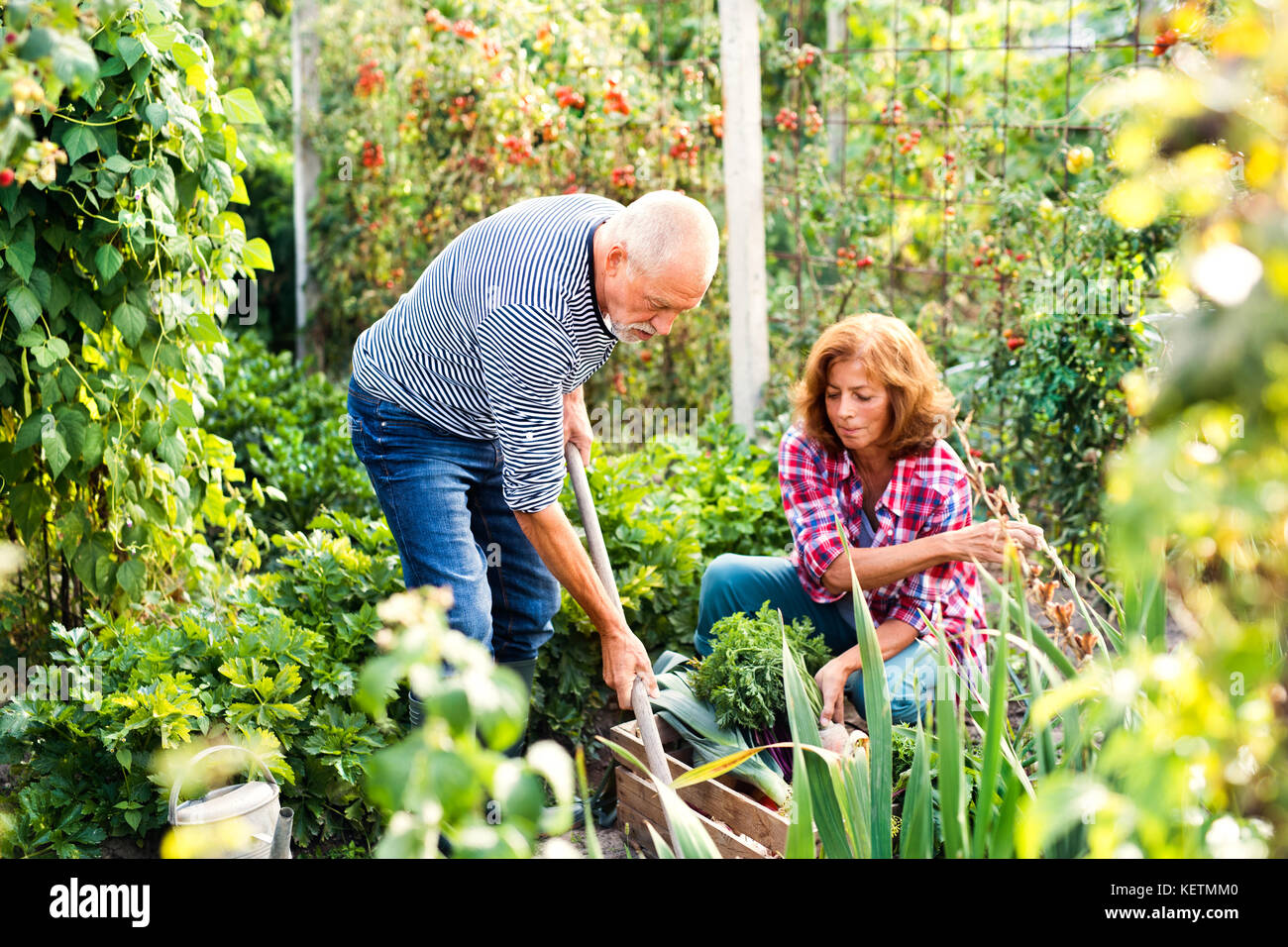 Pareja senior de jardinería en el patio jardín. Foto de stock