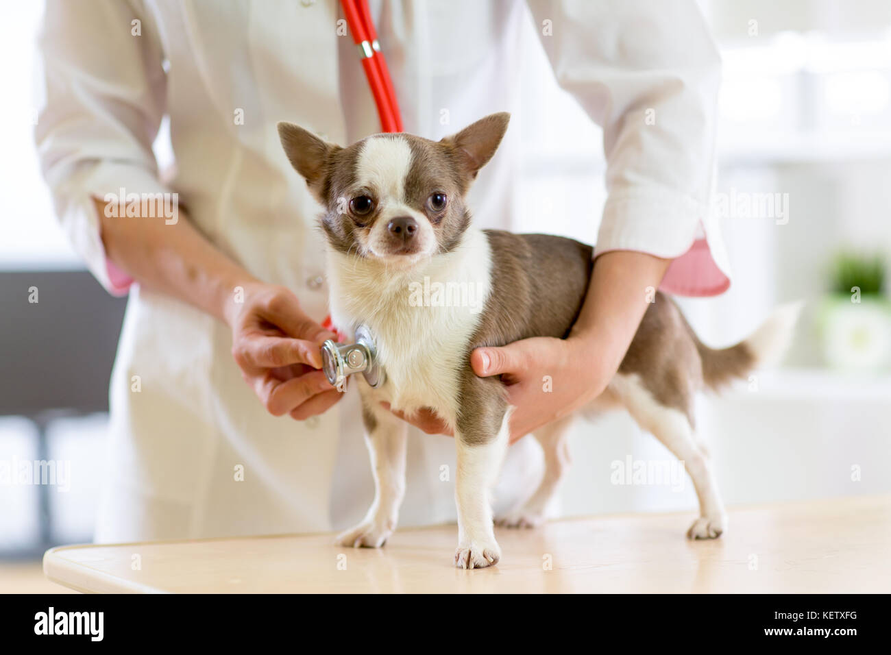 Médico veterinario con el estetoscopio durante el examen en la clínica veterinaria. perro terrier en clínica veterinaria Foto de stock