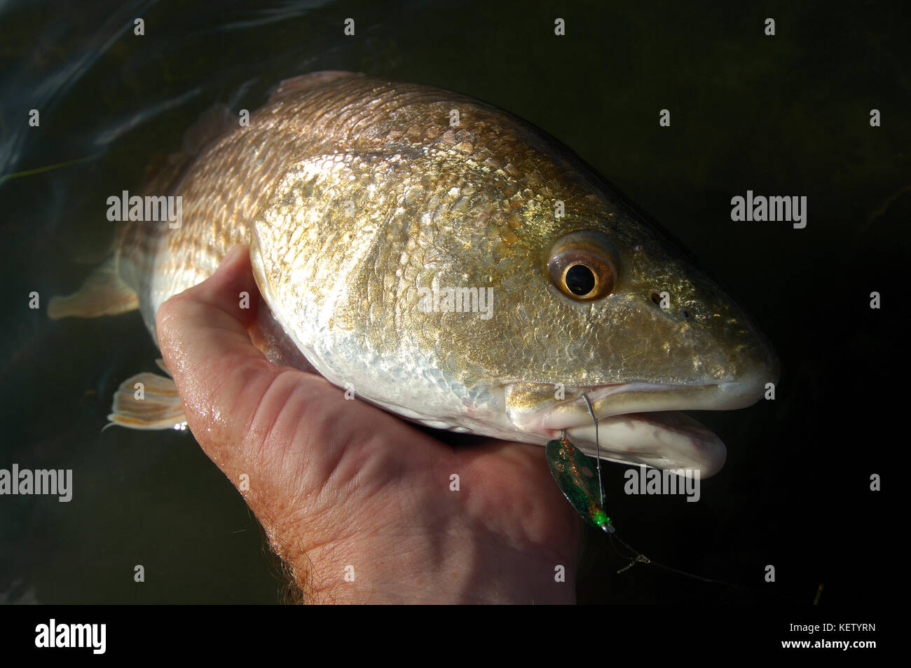 Un pez rojo o rojo tambor capturadas, mientras que la pesca con mosca pisos someras cerca de Port Aransas, Texas Foto de stock