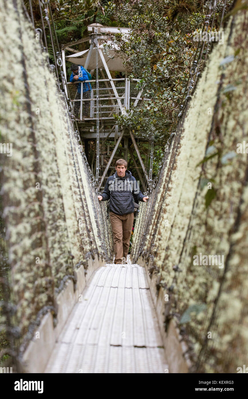 Vista frontal del hombre caminando a través de la pasarela del dosel en la estación de investigación biológica Wayqecha, propiedad de la Asociación de Conservación del Amazonas, en Perú, bosque nuboso, Paucartambo, Perú Foto de stock